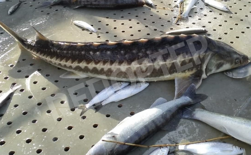 Рыбнадзор задержал в Бердянске браконьеров с осетрами