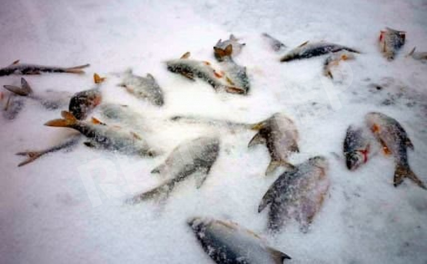 В Запорожье горе-рыбак поймал плотвы на 5 тыс. грн.