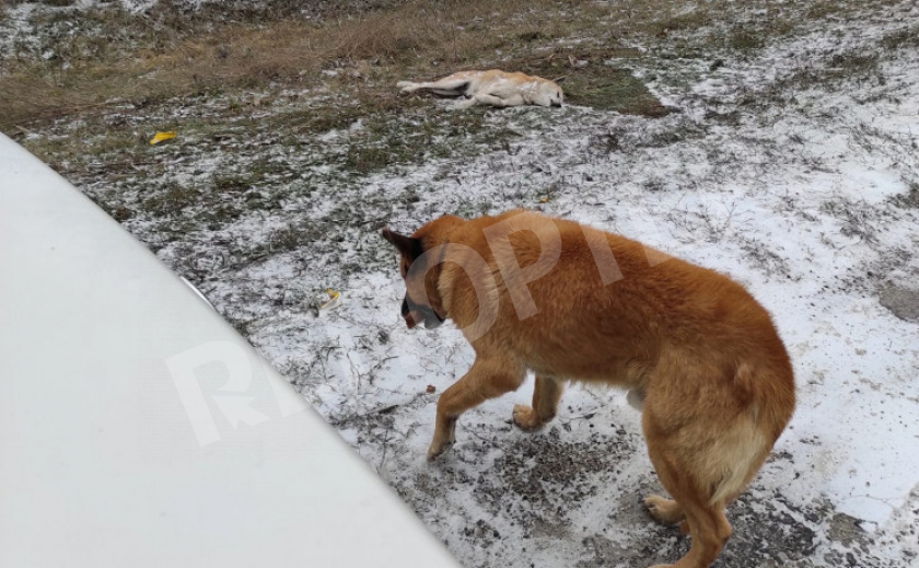 Верность. Рыжий пес сутками сторожит тело подруги на запорожской трассе