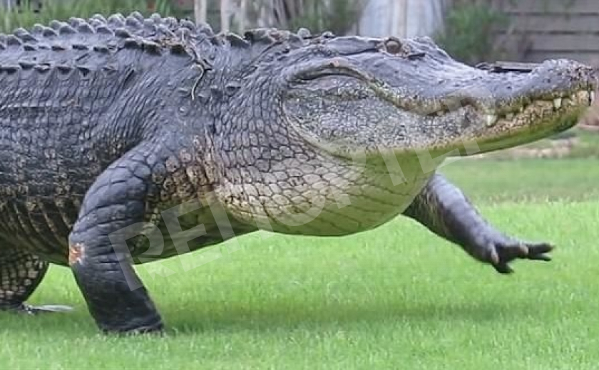 На запорожском курорте заметили крокодила