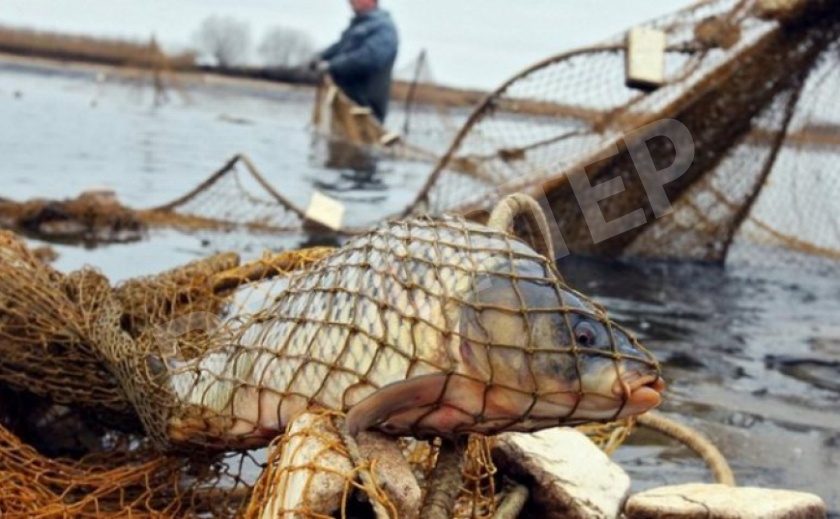 У запорожских браконьеров изъяли тонну рыбы