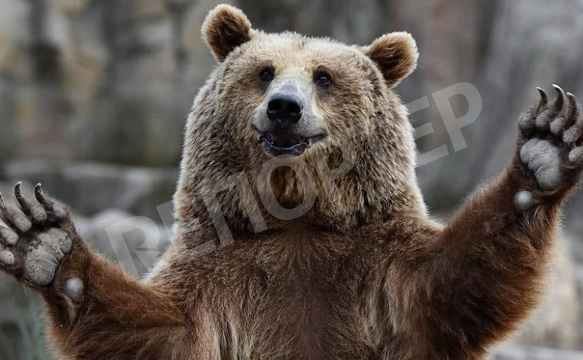 Два медведя с Запорожской детской «Укрзализныци» переедут в Нидерланды
