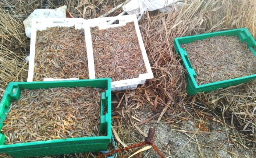В Приморске пограничники задержали браконьеров с 60 кг креветки
