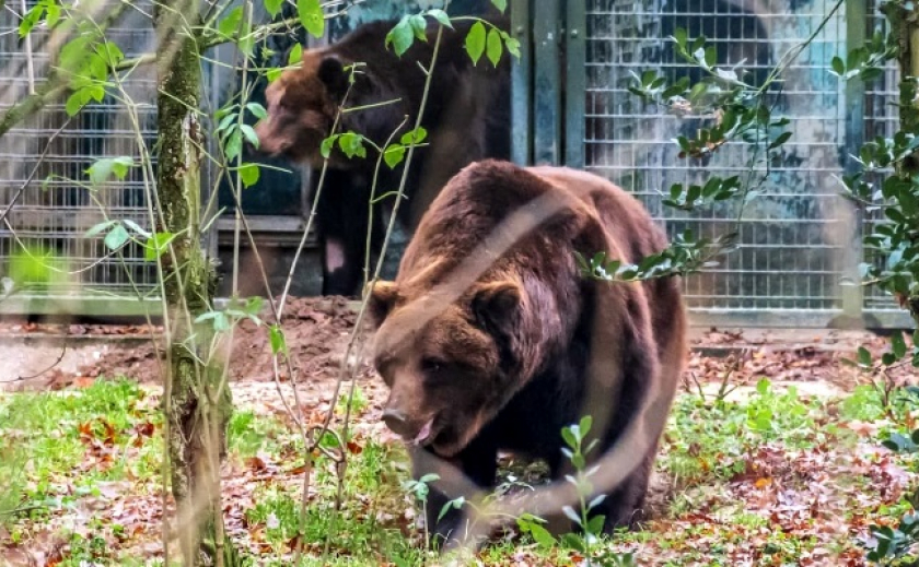 Медведи Ляля и Малыш из Запорожья вышли в лес в зоопарке в Нидерландах