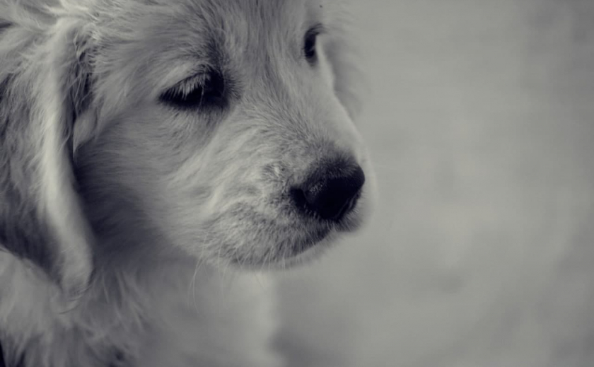 В Запорожье живодер зарезал щенка: полиция возбудила уголовное дело
