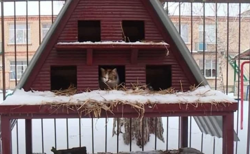 В Запорожской области появился дом для бездомных котов