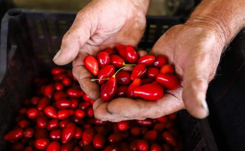 Запорожская компания «Famberry» начала экспорт кизила в Молдову
