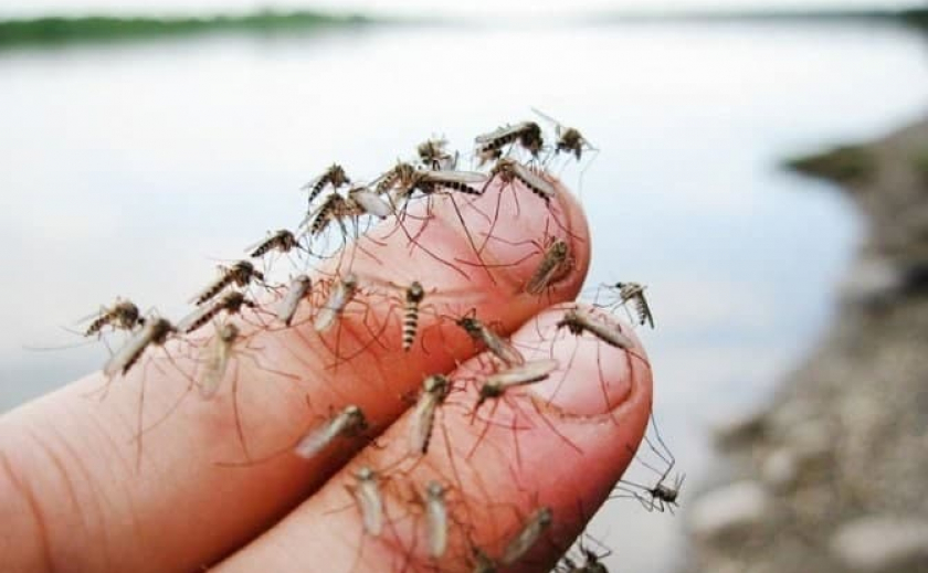 Комары в Бердянске «сожрут» 900 тыс. грн. из бюджета города