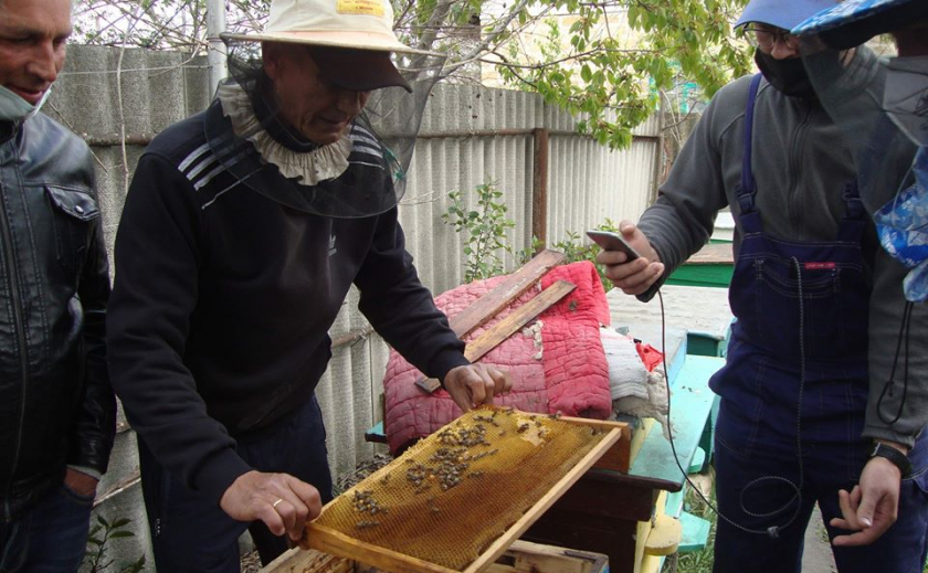 SOS! На Запорожье фермеров, выращивающих рапс, обвиняют в массовой гибели пчел