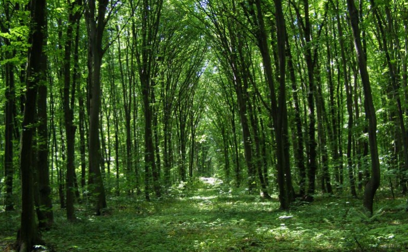 Прокуратура наполягає на поверненні державі землі лісового фонду вартістю понад 1 млн. грн.