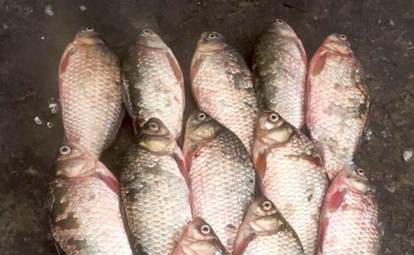 Наловили на 40 тис. грн.: В Запорізькій області рибінспектори виявили 2 випадки браконьєрства