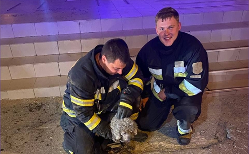 Впав у колодязь: В Запоріжжі співробітники ДСНС врятували песика