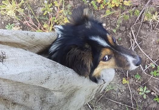 Двух запорожских щенков выбросили в мешках