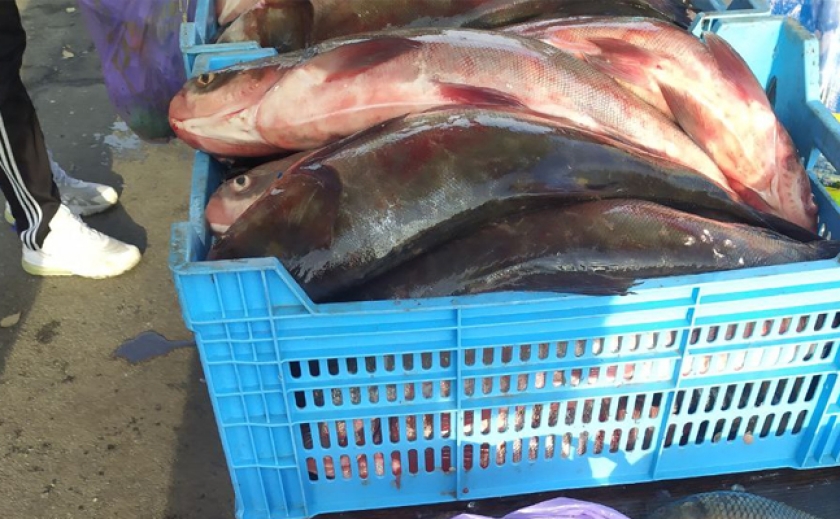 «Наловили» риби на 1,3 млн. грн.: На Запоріжжі продовжують затримувати браконьєрів