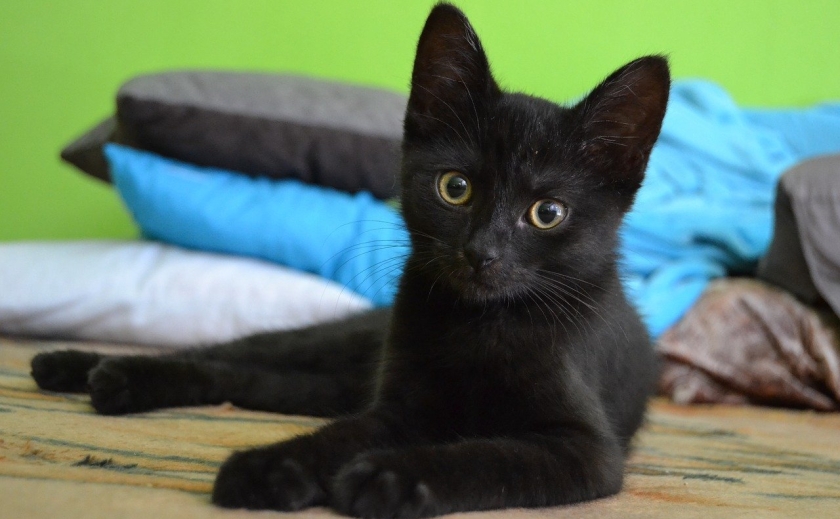 У Запоріжжі врятували кошеня з квартири, у якій 2 роки ніхто не живе