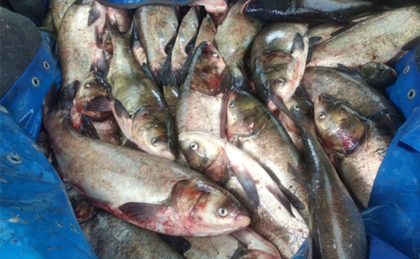 На Запоріжжі затримали водія, який віз 300 кг риби без документів