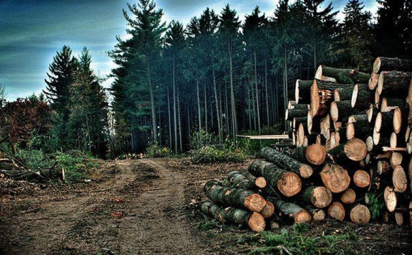 Незаконно зрубили 800 дерев: Екологи вимагають від лісництва в Запорізькій області відшкодування 1,7 млн. грн. збитків