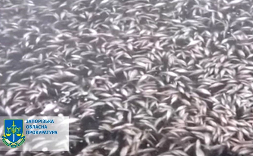 Через обстріли військовими РФ греблі Каховської ГЕС: Прокуратура Запорізької області почала розслідування масової загибелі риби