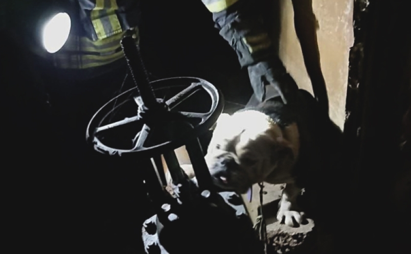 В Запоріжжі рятувальники витягнули собаку з 4-метрового колодязя теплотраси