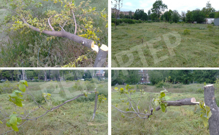 В Запорожье спилили 39 молодых деревьев, посаженных в прошлом году