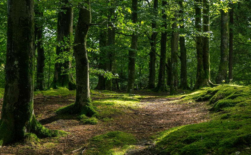 За позовом Запорізької прокуратури державі повернуть землі лісового фонду вартістю понад 1 млн грн