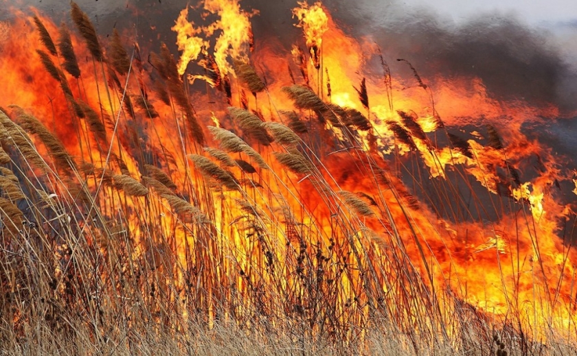 За минулу добу на Запоріжжі рятувальники ліквідували 5 пожеж в екосистемах