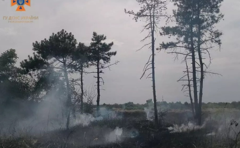 Зайнялася лісова підстилка: рятувальники ліквідували загоряння лісу у Запорізькому районі