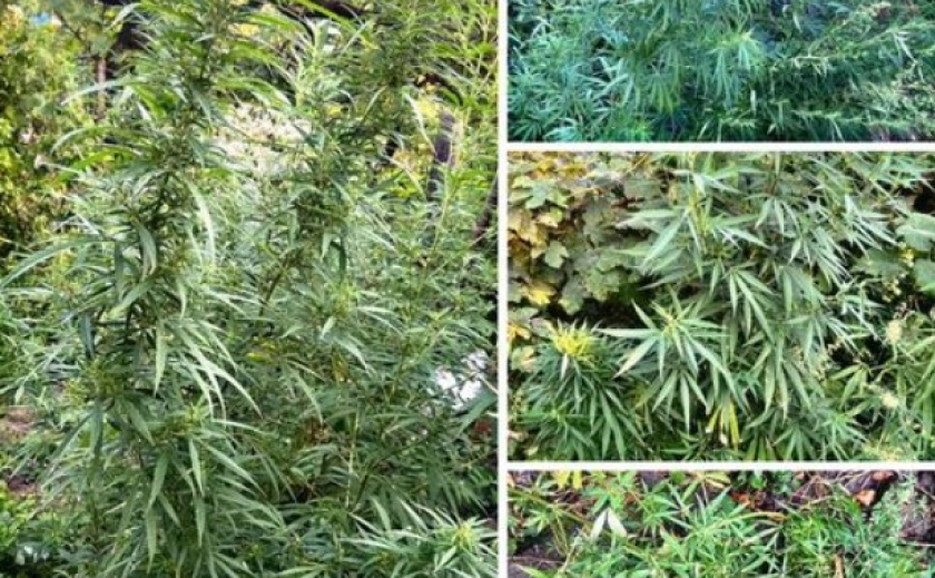 90 рослин, схожих на наркотичні, виявили запорізькі патрульні на подвір’ї місцевого мешканця