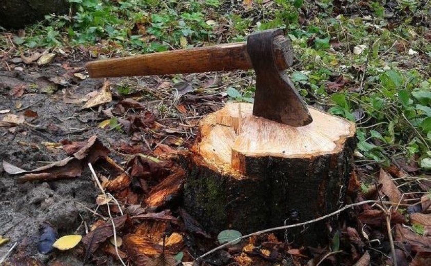 Незаконна рубка дерев: на Запоріжжі судитимуть жителя Петро-Михайлівки
