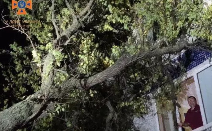 У Запоріжжі через негоду дерево впало на житловий будинок