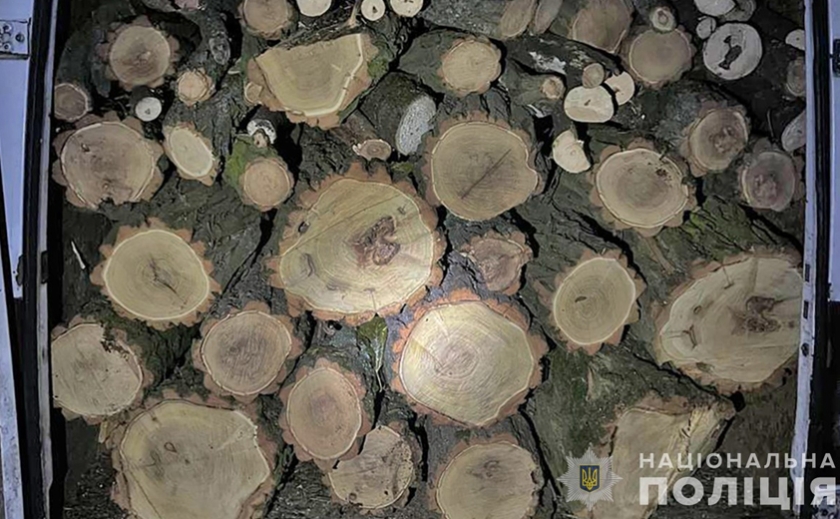 Незаконно спиляли близько 5,5 кубометрів деревини: на Запоріжжі викрили «чорних лісорубів»