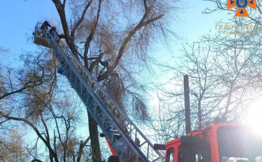 Рятувальники Запоріжжя надали допомогу комунальникам у прибиранні аварійної гілки дерева