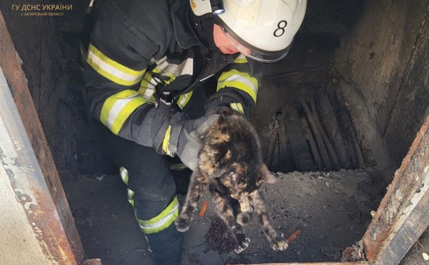 Впав у колодязь: співробітники ДСНС врятували кота у Запоріжжі