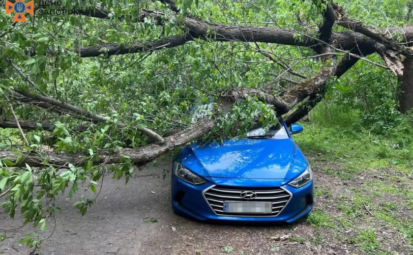 У Запоріжжі дерево впало на автівку
