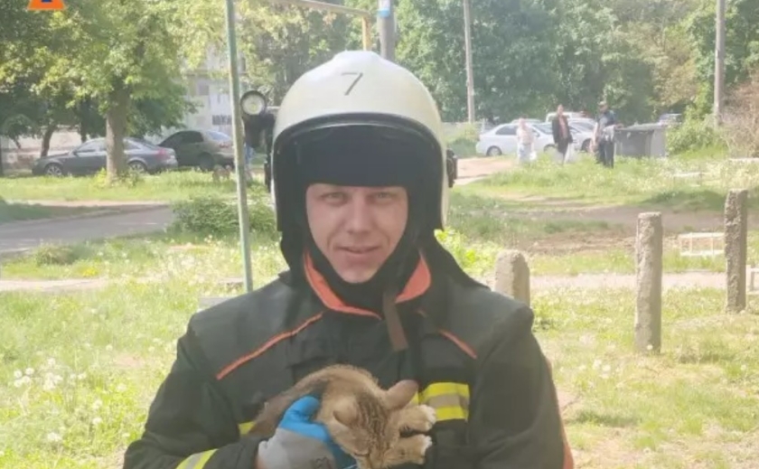 У Запоріжжі врятували кошеня, яке застрягло на дереві