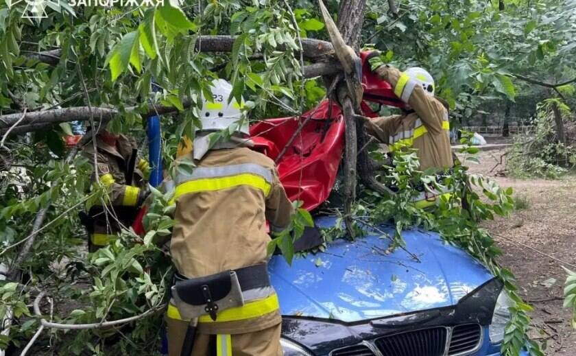 У Запоріжжі аварійне дерево впало на автомобіль