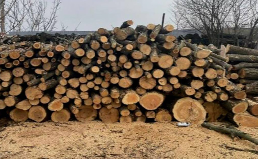 Займались незаконною рубкою дерев на території Комишуваської громади: повідомлено про підозру учасникам злочинного угруповання Займались незаконною рубкою дерев на території Комишуваської громади: повідомлено про підозру учасникам злочинного угруповання
