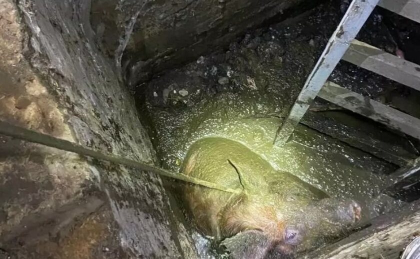 Рятувальники Запоріжжя дістали з вигрібної ями свійську тварину