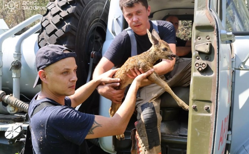 Під час ліквідації пожежі на острові Хортиця надзвичайники врятували дику козулю