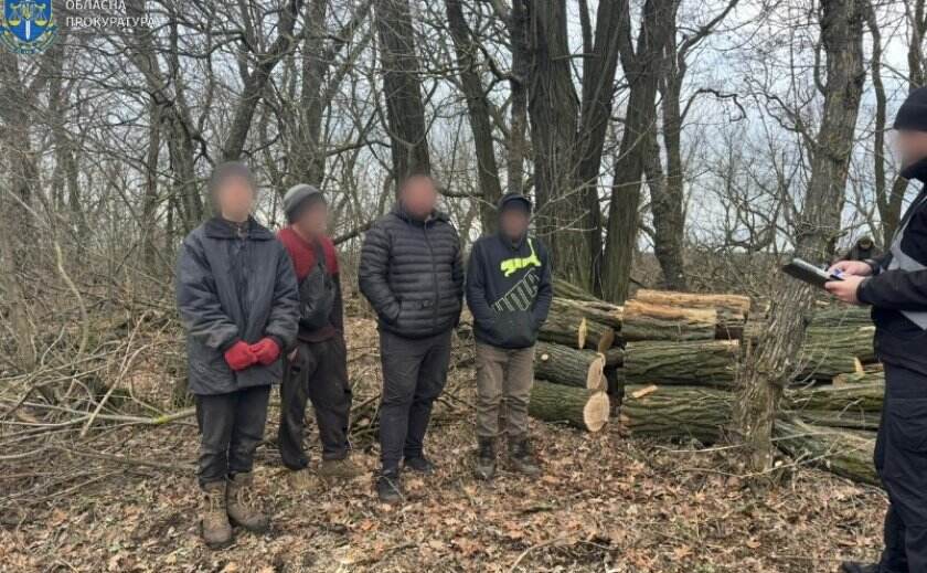 Заробили мільйони на вирубці лісу: на Запоріжжі викрито злочинну групу