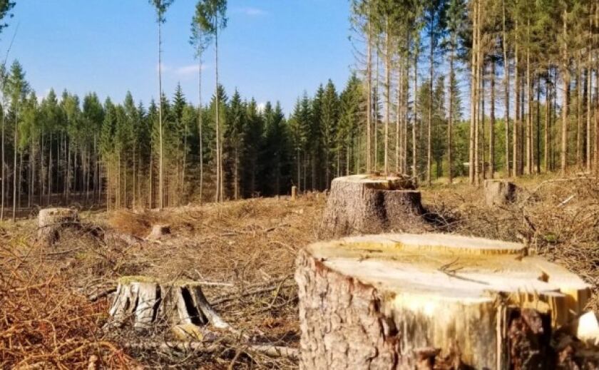 Суд зобов’язав ДП «Ліси України» відшкодувати понад 450 тис. грн збитків за незаконну вирубку дерев
