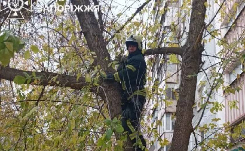 Хвилинка доброти: у Запоріжжі надзвичайники врятували кота