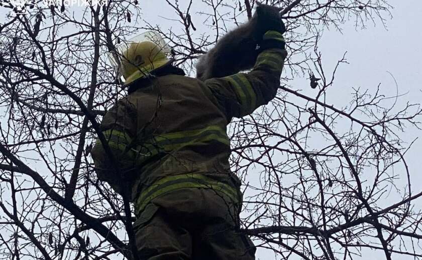 У Запоріжжі надзвичайники врятували котика, який застряг на дереві